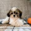Malshi Puppies Ready Now