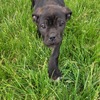 Cane corso puppies