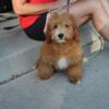 Mini Goldendoodles Well Socialized