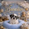 Shihtzu Chalet welcomes Bronsten The Brave!