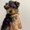 Yorkshire Terrier puppies available for reservation