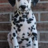 Dalmatian Puppies for Sale - New Castle Indiana