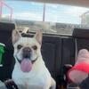 Frenchie pups coming end of August