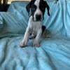 Great Dane Pups 