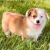 Ready Now! Weekend Special! Akc Reg Pembroke corgi pups