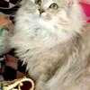 Female Silver Torti now available!!