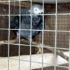 Proven male African Grey