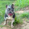 Beautiful Female Frenchies