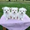 Ckc Maltese female puppy