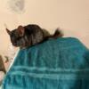 Senior Chinchillas