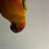 For sale sun conure 