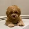 Shihpoo Puppy 3 month old female