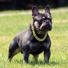 MALE FRENCH BULLDOG LILAC AND TAN