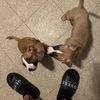 Pit bull puppies for sale