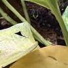 Dart Froglets 
