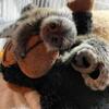 Baby marmoset for sale