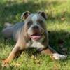 Iris - gorgeous available female olde English Bulldogge puppy