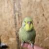 3 young English budgies for sale