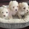 Female Maltese Puppys  available now 