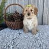 sweet mini golden doodle Angie
