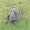 Akc French Bulldog Stud