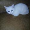 All white kitten