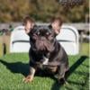 French bulldog male available