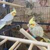 Young Cockatiels for Sale