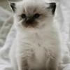 Gorgeous Ragdolls!!