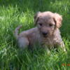 Labradoodles inTexas