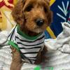 Goldendoodles Puppies, Ready for their forever homes!