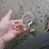 ⁸Baby hedgehogs