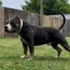 Razoredge American Bully