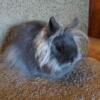 Lionheads Available - blue & blue tort