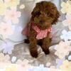 Red Toy Poodle female