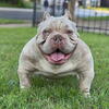 Merle Stud