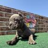 Pocket bully pups🐾