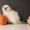 Chocolate point ragdoll kitten