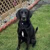 Pure breed black Labrador retriever STUD(5yr old)