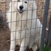 1 year old female Great Pyrenees