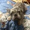Fluffy merle french bulldog