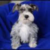 Blue Merle Mini Schnauzer for Stud