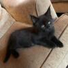 SOLID BLACK FEMALE MAINE COON KITTEN