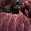German rottweiler pup
