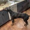 Blue male Doberman with European bloodlines