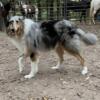 COMING MID JANUARY, QUALITY ROUGH COLLIE PUPS