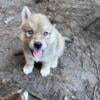 Husky golden retriever mix