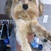 YORKIE POO FEMALE 1YRS OLD