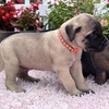 AKC English Mastiffs