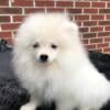 CKC Pomeranian: BOSS